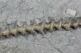 Archimedes Screw Bryozoan Fossil - Missouri #68674-2